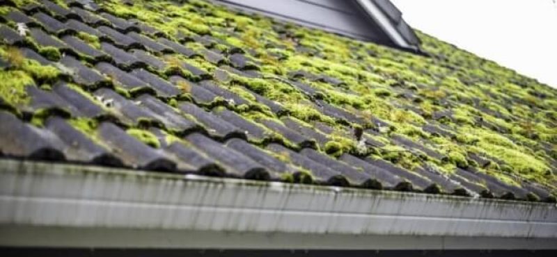 Moss growth on roof